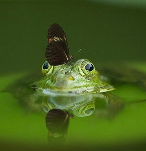 frog-540812_640