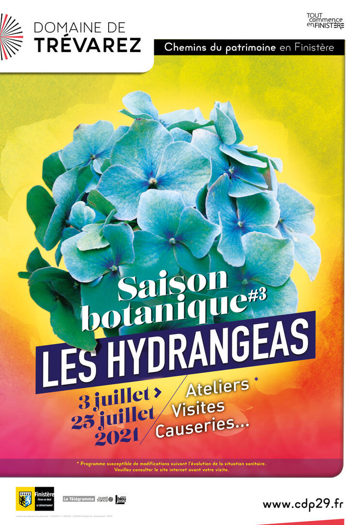hydrangea-trévarez
