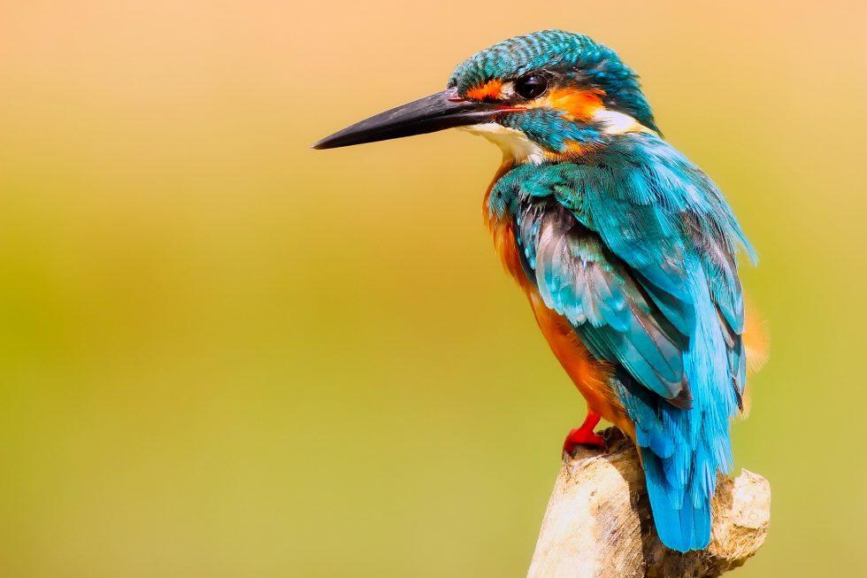 kingfisher-gad421b17b_1920-980x653
