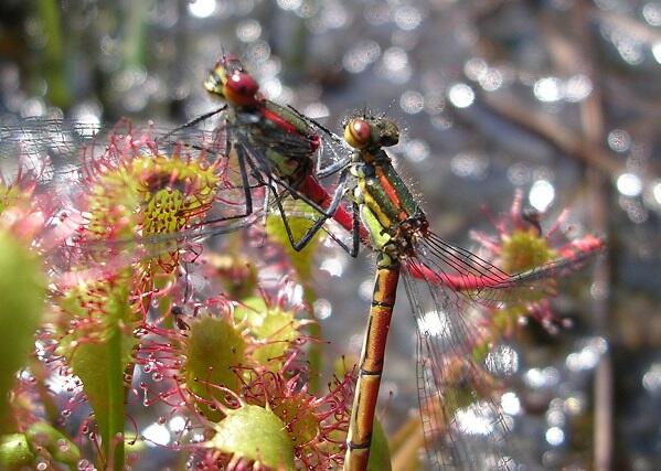 libellulenaide-drosera-reserve-lan-bern-glomel-@PierrickPustoch - petite