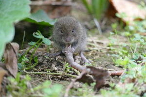 mouse-3635875_640