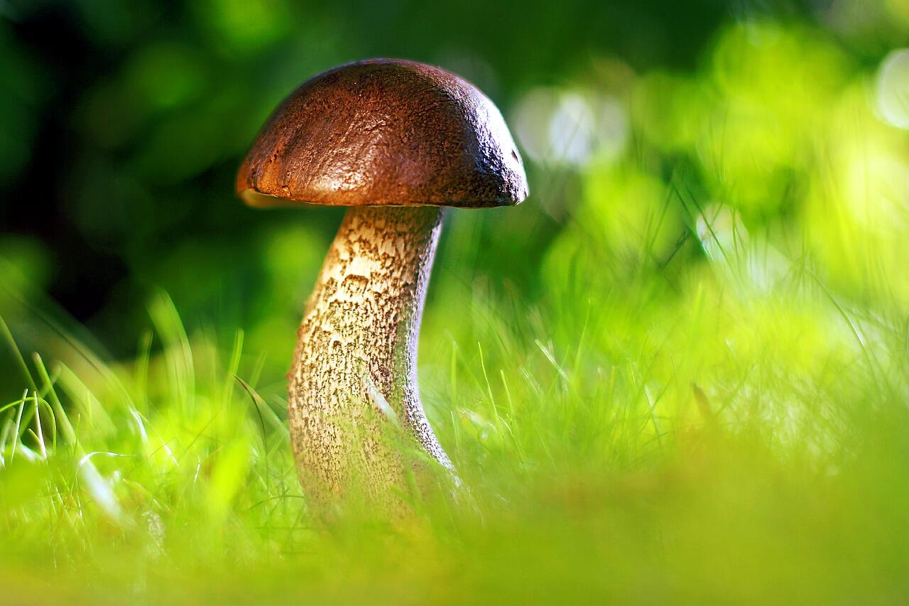 champignon