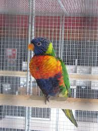 oiseau