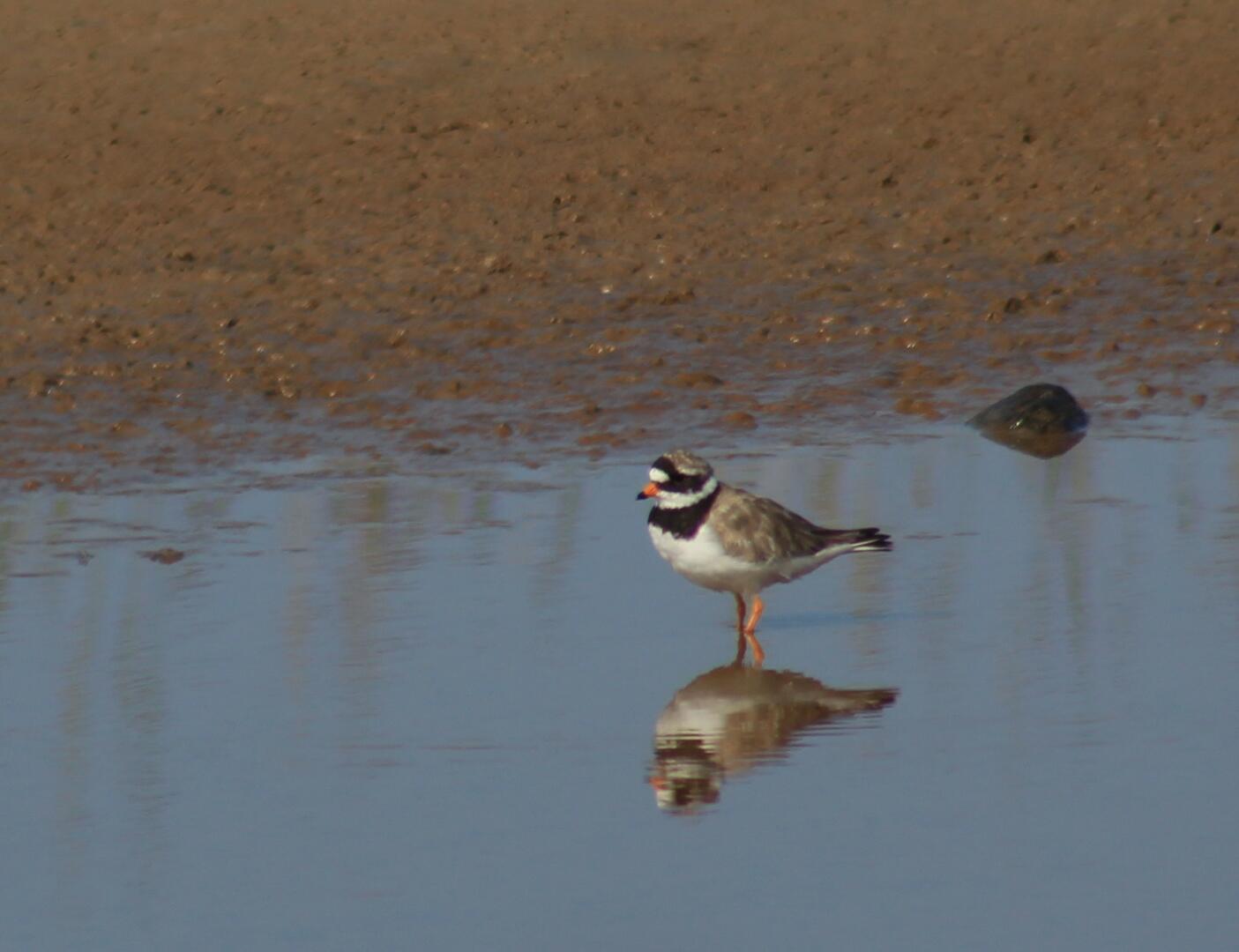 oiseau-baie-enfer