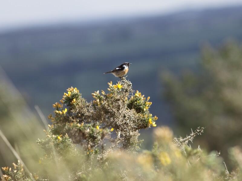 Landes_de_locarn_RLM