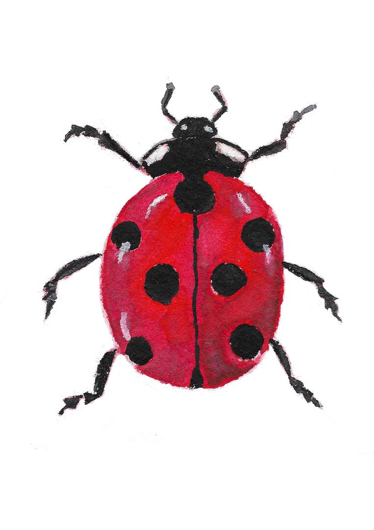 coccinelle