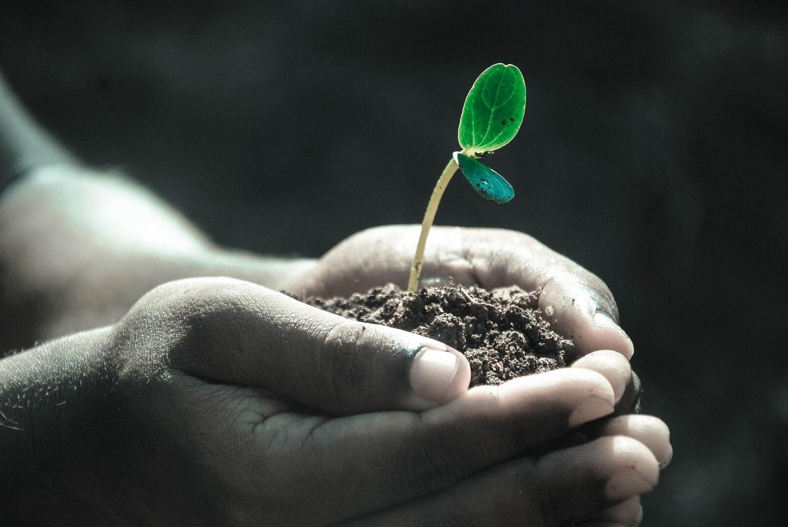 plantes hands-g1d504a857_1920