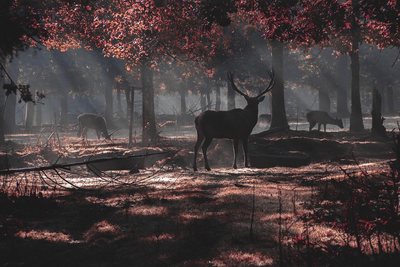 40 - Sortie brame du cerf