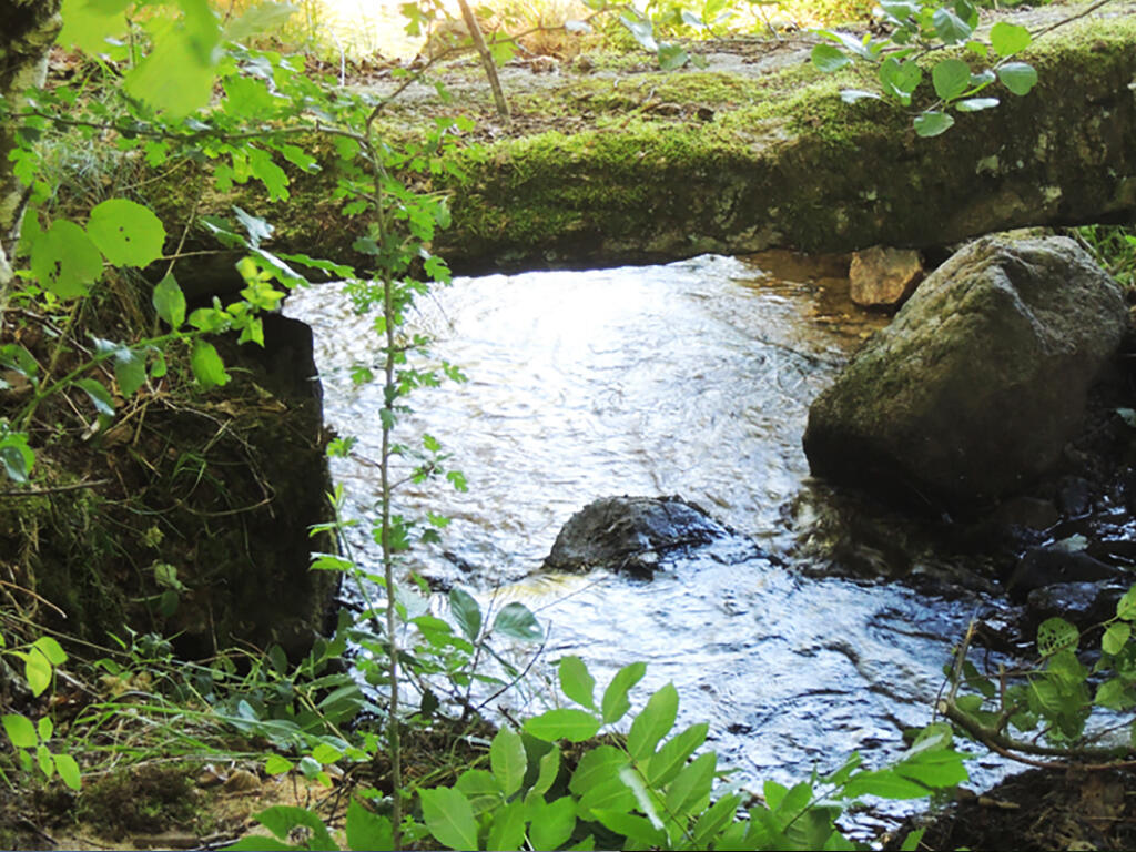 La trace des canards