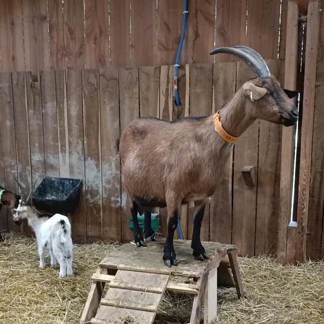 05 - Visite Ferme des Délices