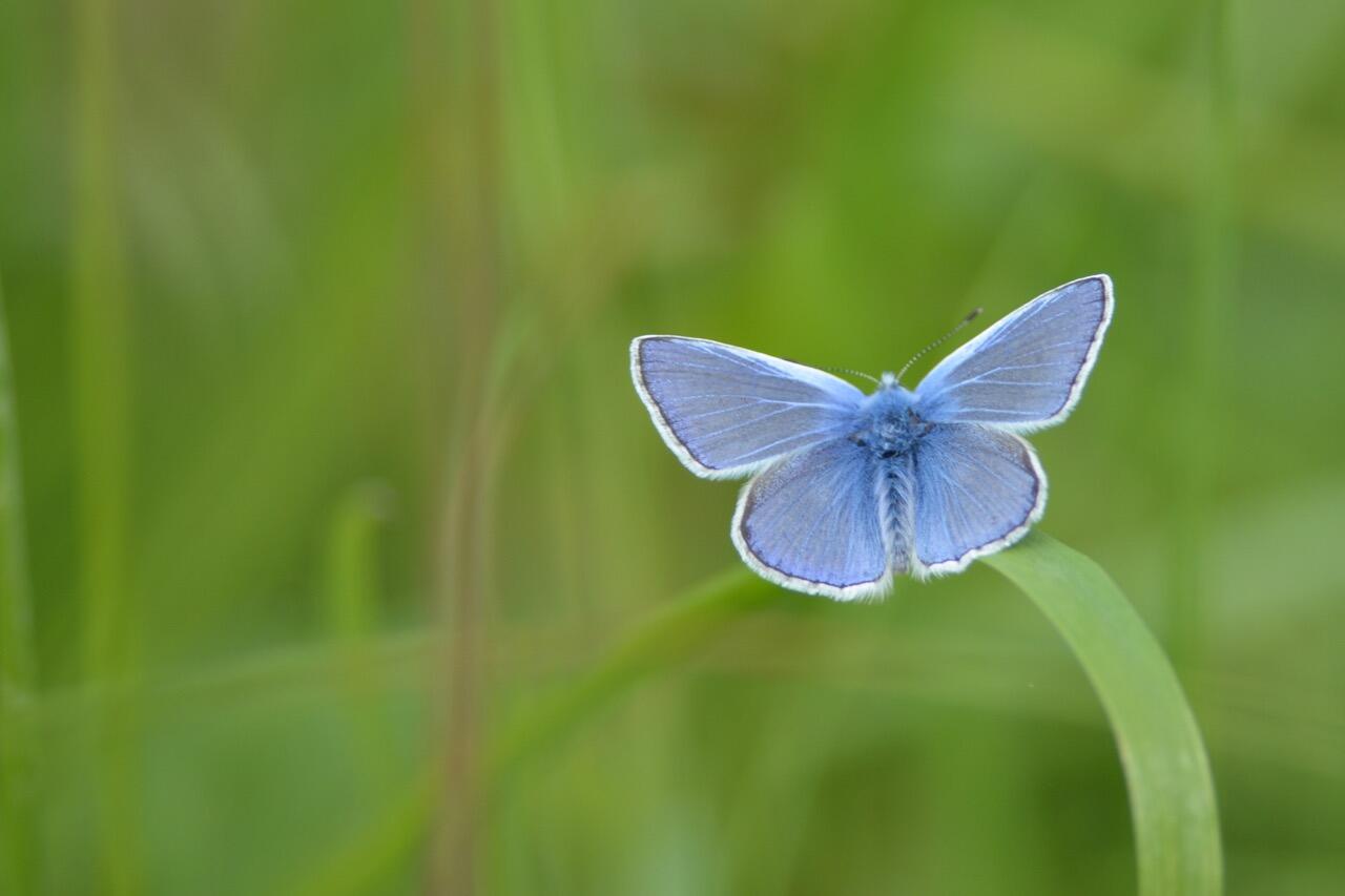 Papillon Argus_1