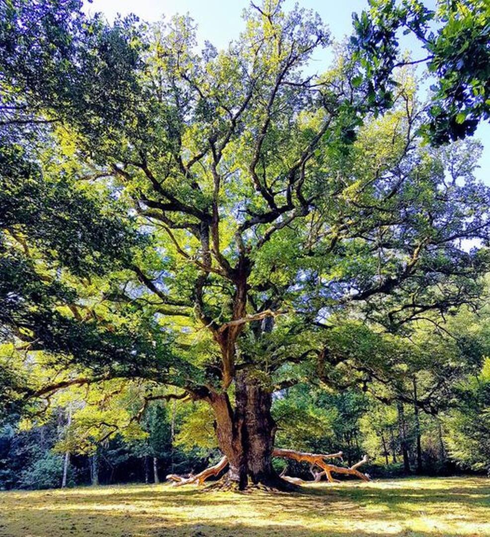 A4 - Du Gros Chêne au Château de Sazeirat