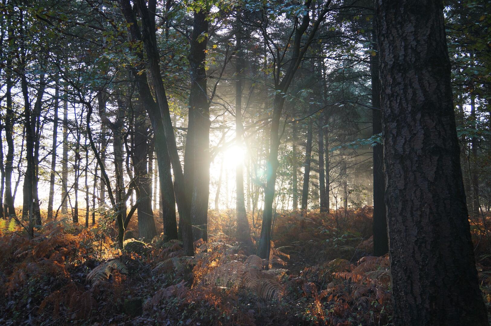 Dans les Forêts