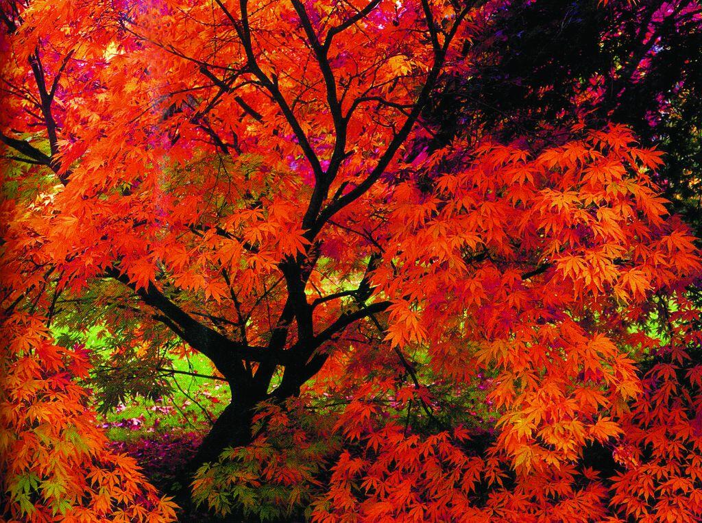 Rendez-vous au jardin_1