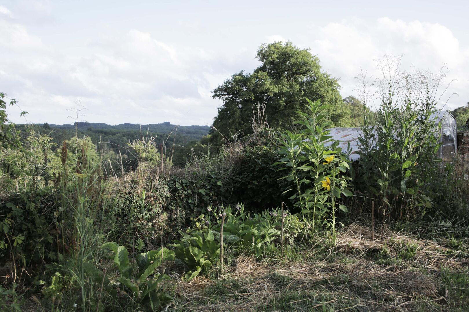 25_jardin aromatique tournesols topinambours et plantes sauvages