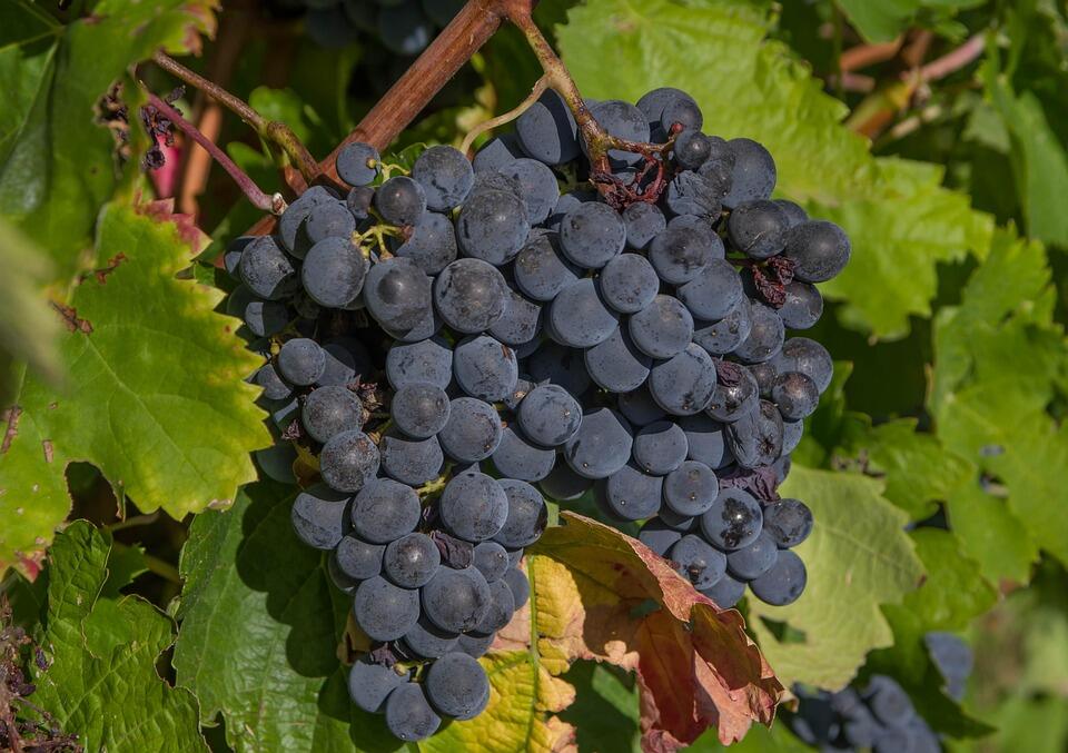 vendanges