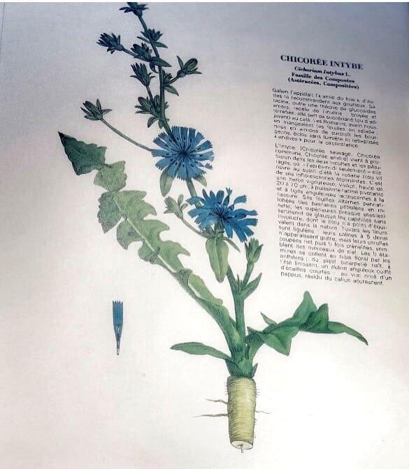 Atelier« Les plantes médicinales » NOUVEAUTE 2022