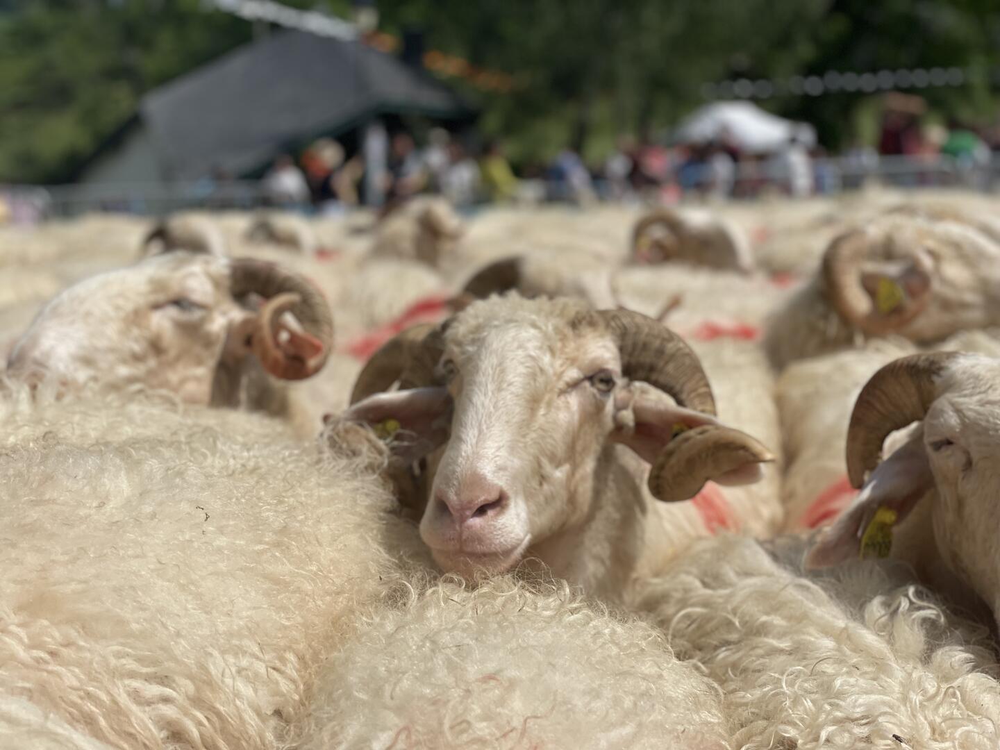 Rencontre du troupeau lors de la fête des estives à Issarbe