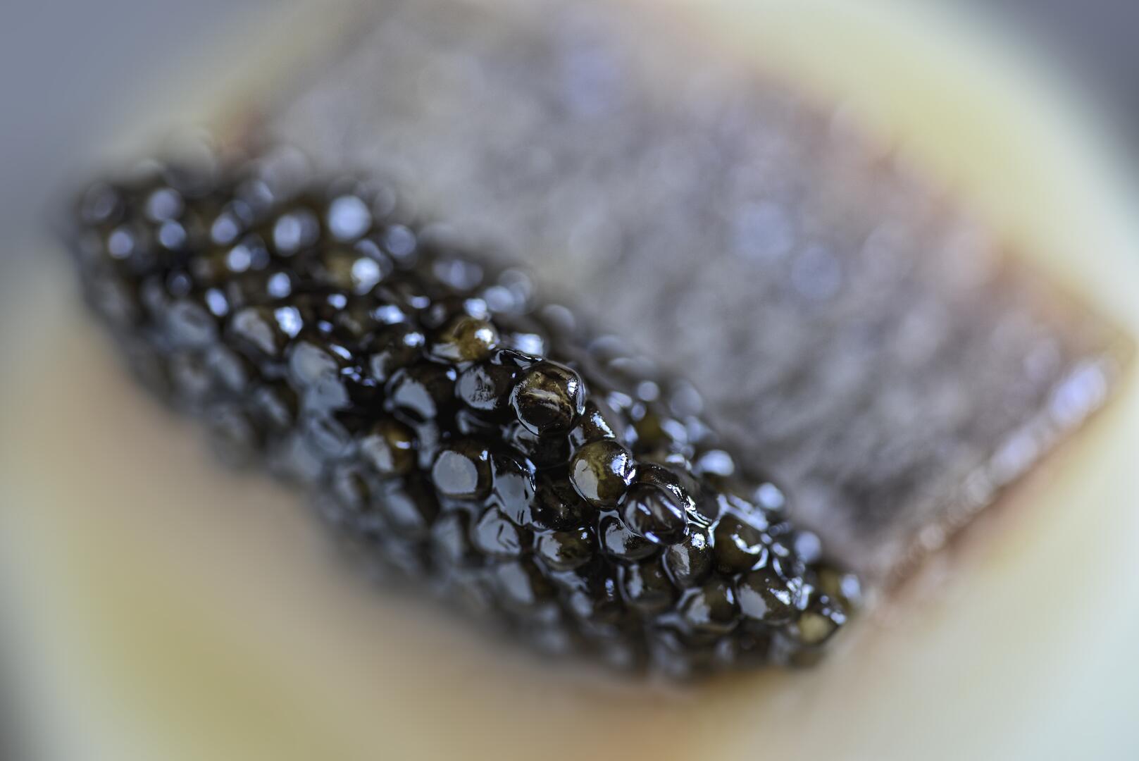 Caviar 1