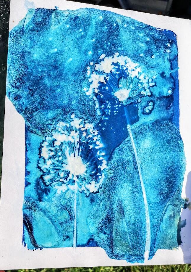 Cyanotype_amalgamecreation
