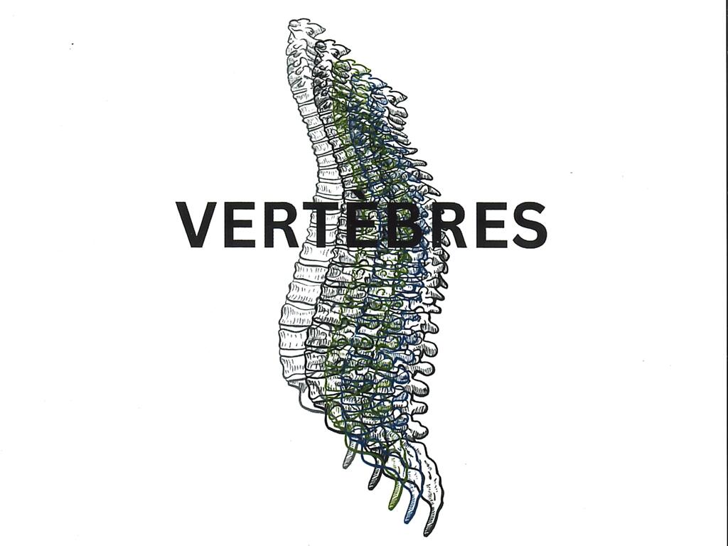 GALERIE Vertebres