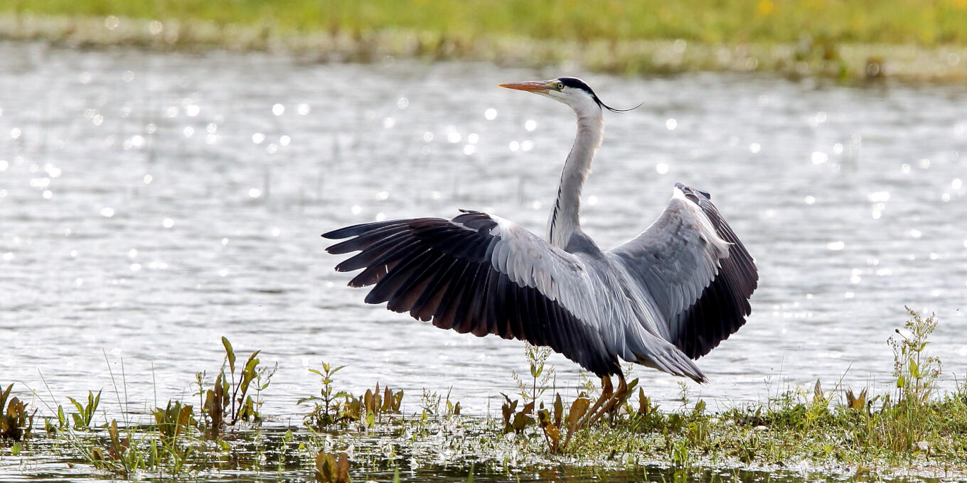 LPO léché Héron cendré 4 © ALAIN BOULLAH-LPO_recad