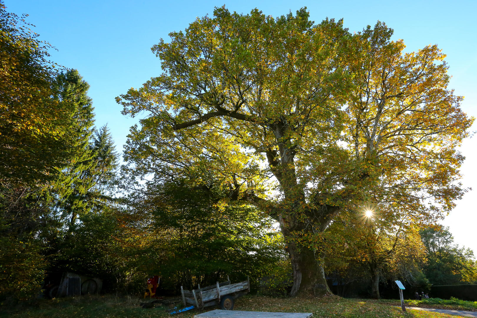 Le_jardin_nature-2016 (12)
