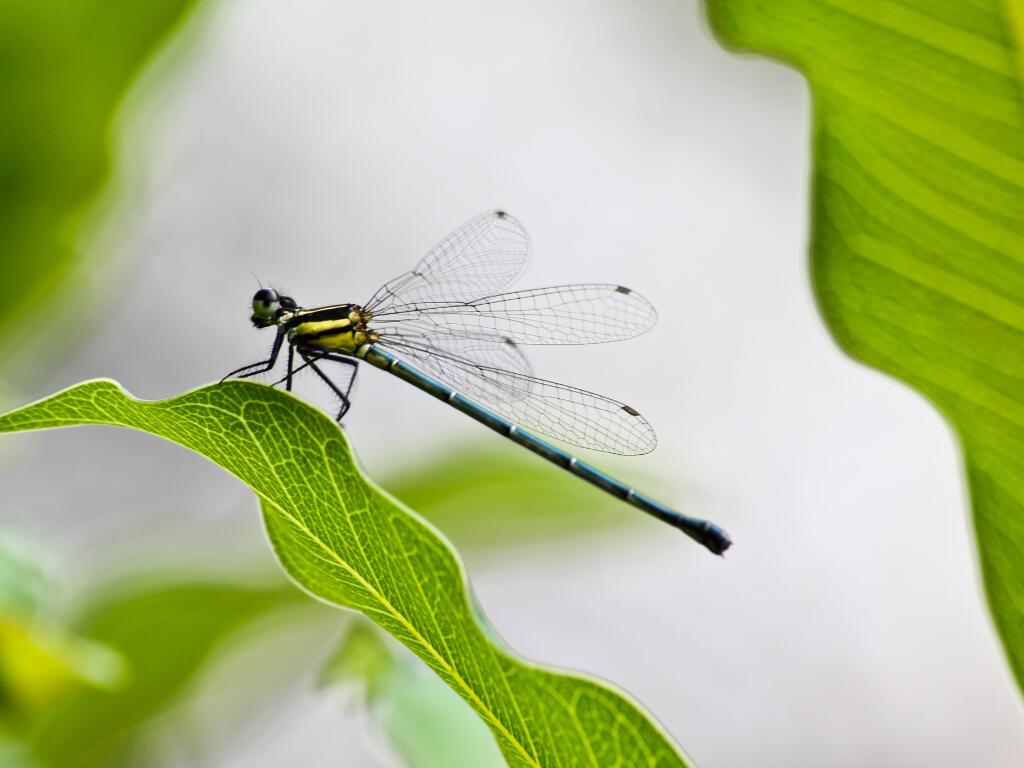 Libellule