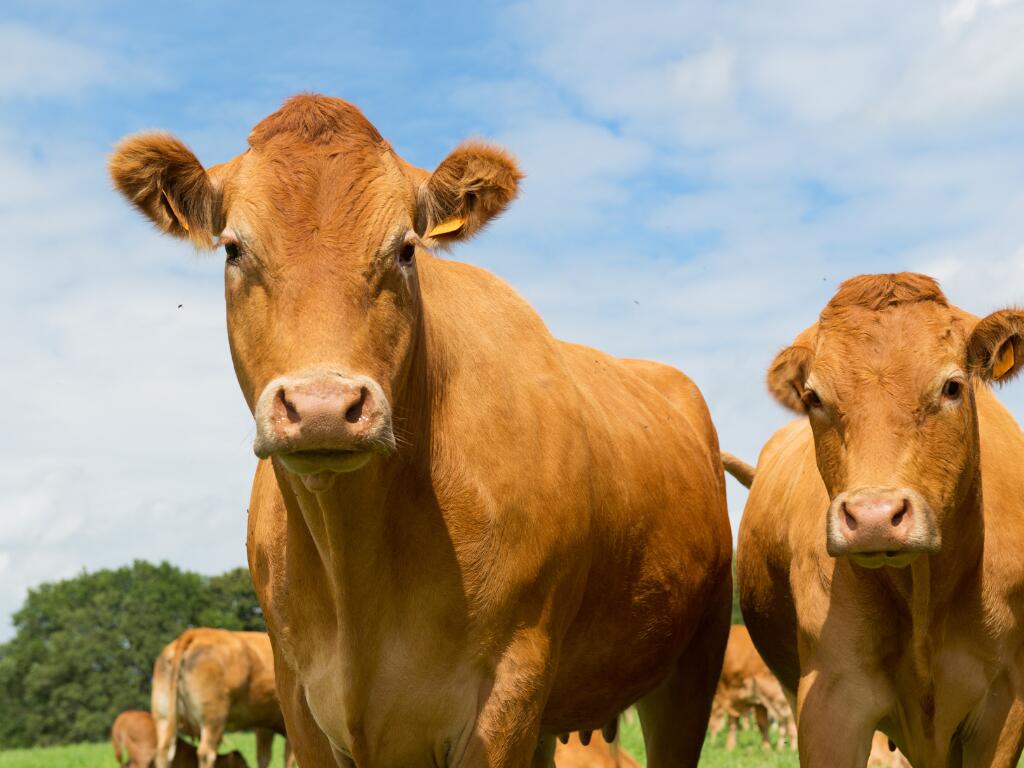 Visite guidée sur l’exploitation des bovins race Limousine