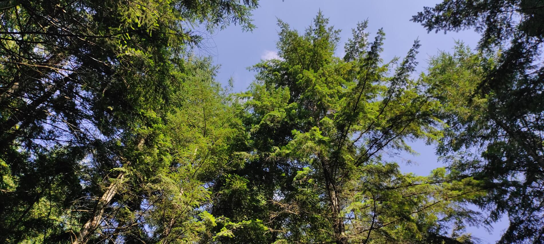 NATURE_MCEA (1)