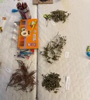 Plante médicinales - CDMA