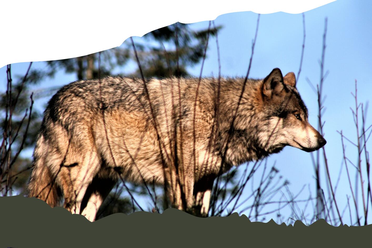 Vert blanc Simple Protection des loups Flyer - 1