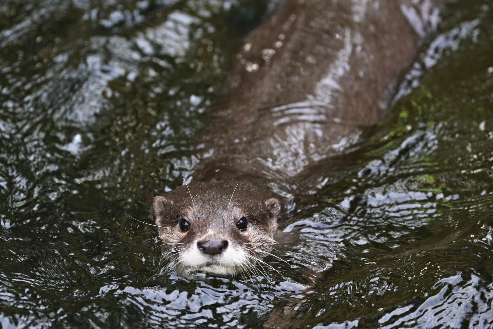 Asian small-clawed otter in the nature habitat.