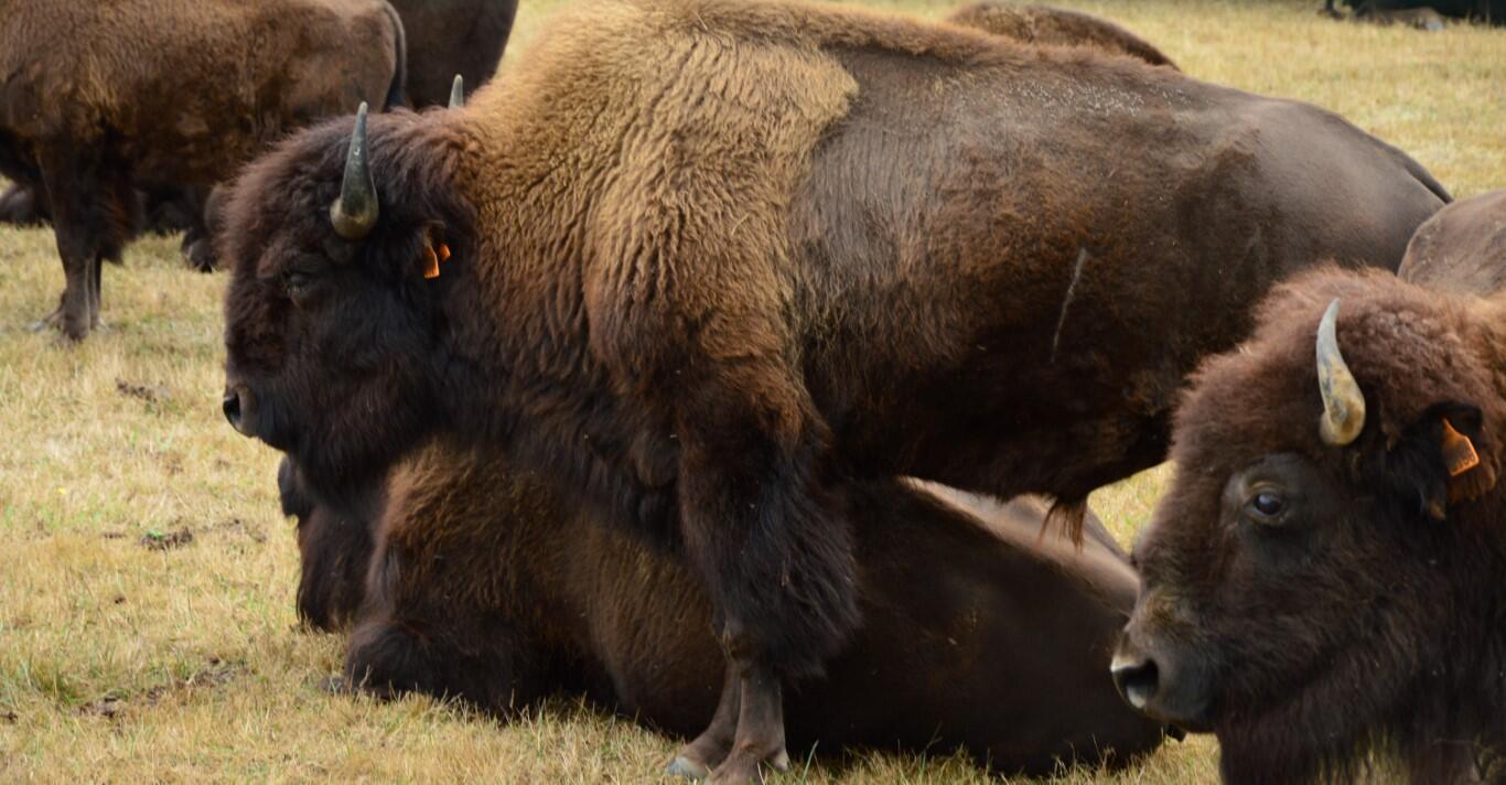 bison