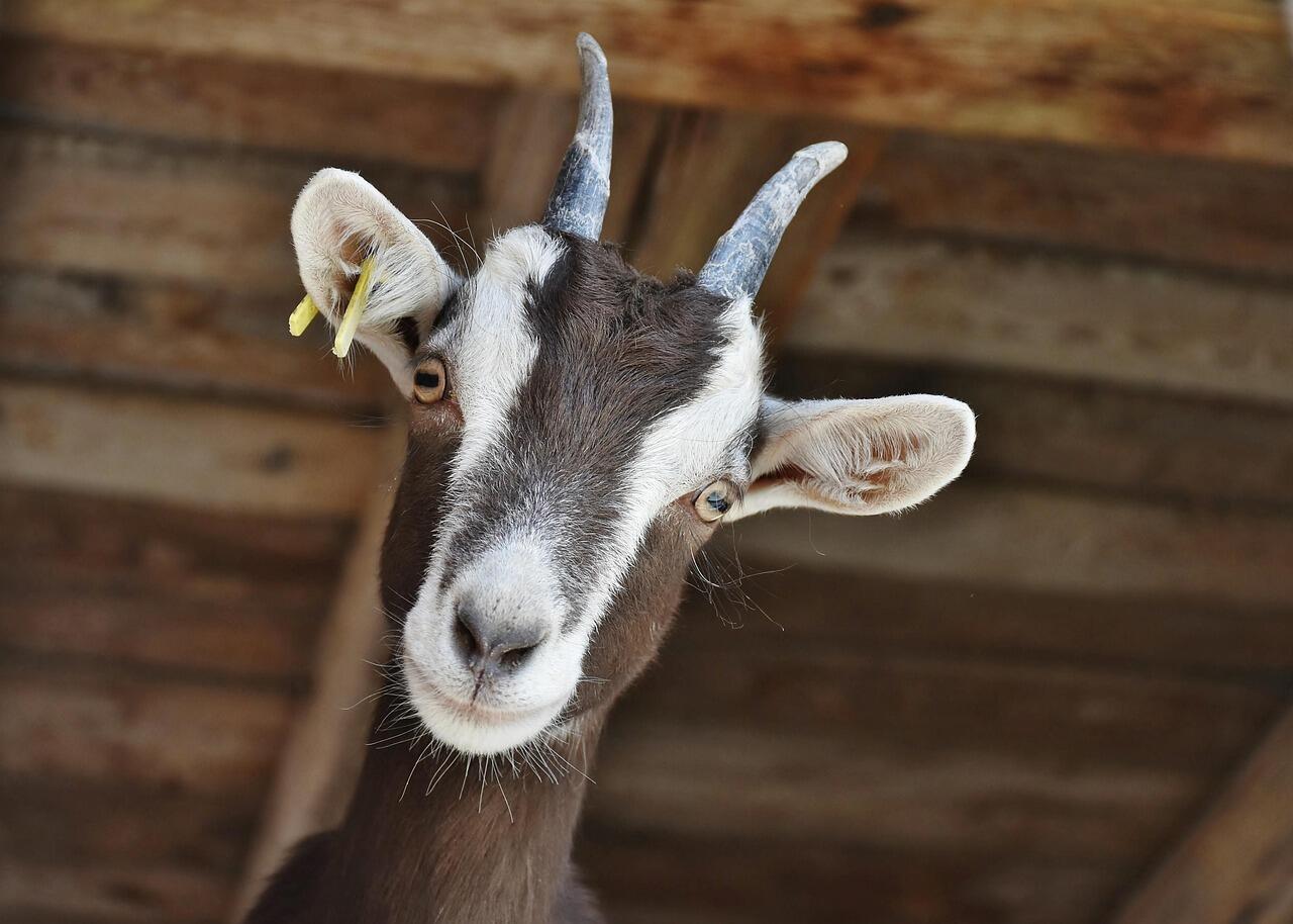 chèvre