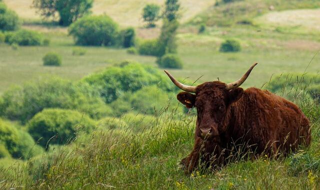 cow-5391660_640
