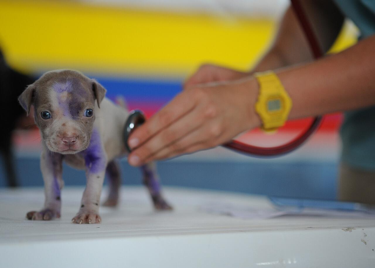 veterinaire