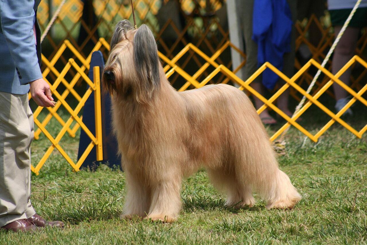 exposition canine