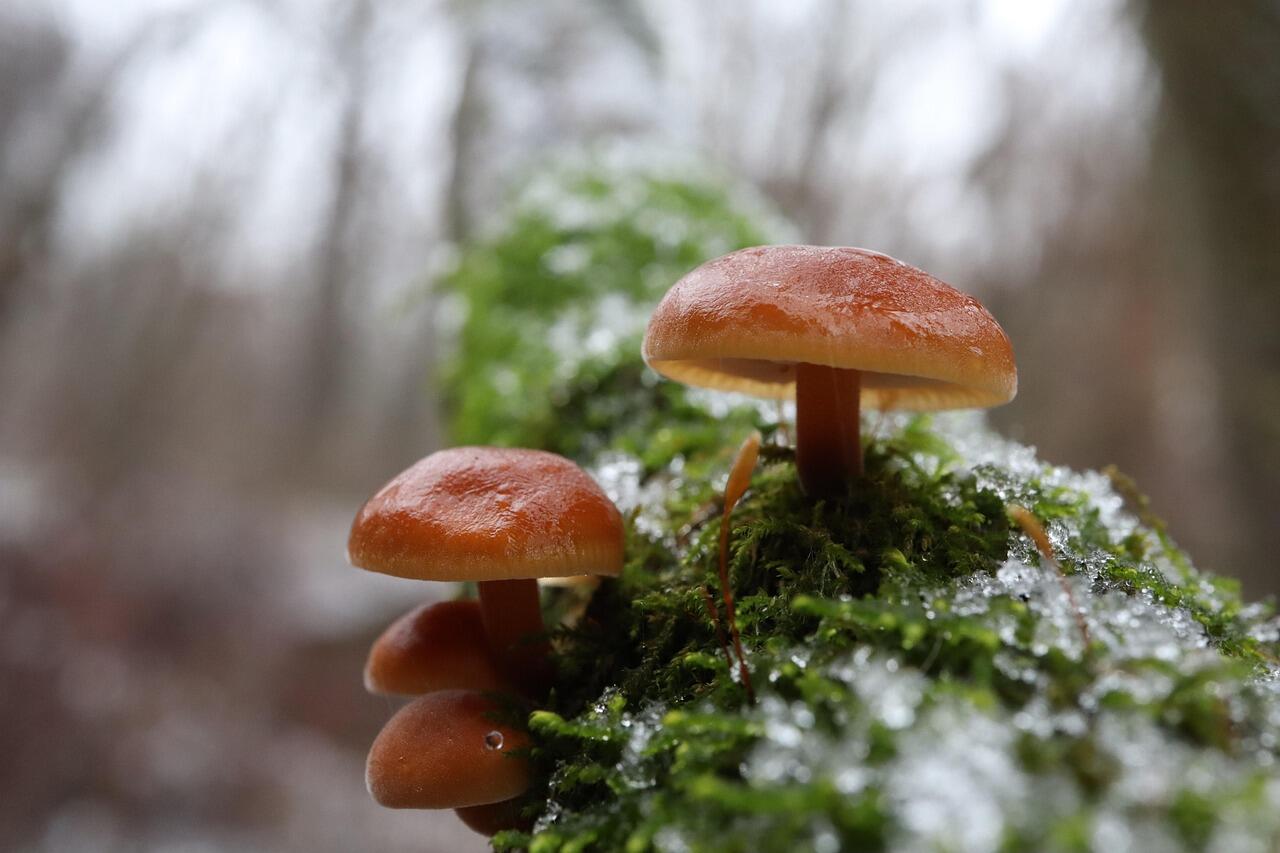 Champignons