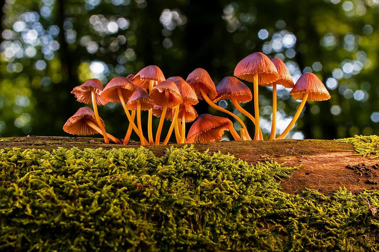 Champignonsdes bois