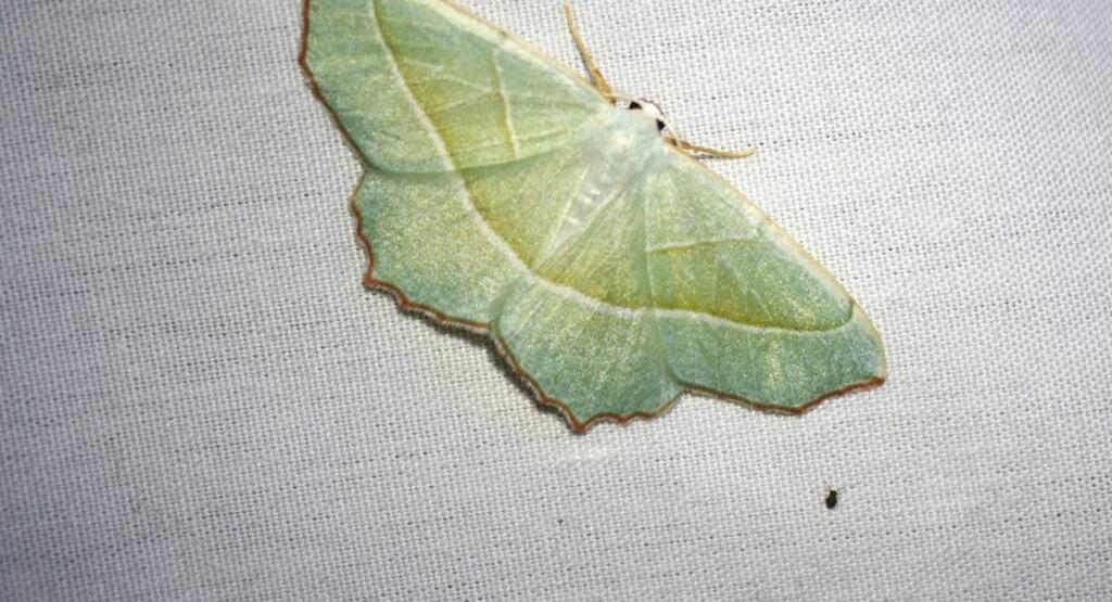 Papillon