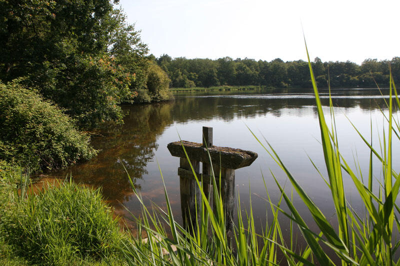 (12)bonde-etang-de-sologne©CDT41-enola