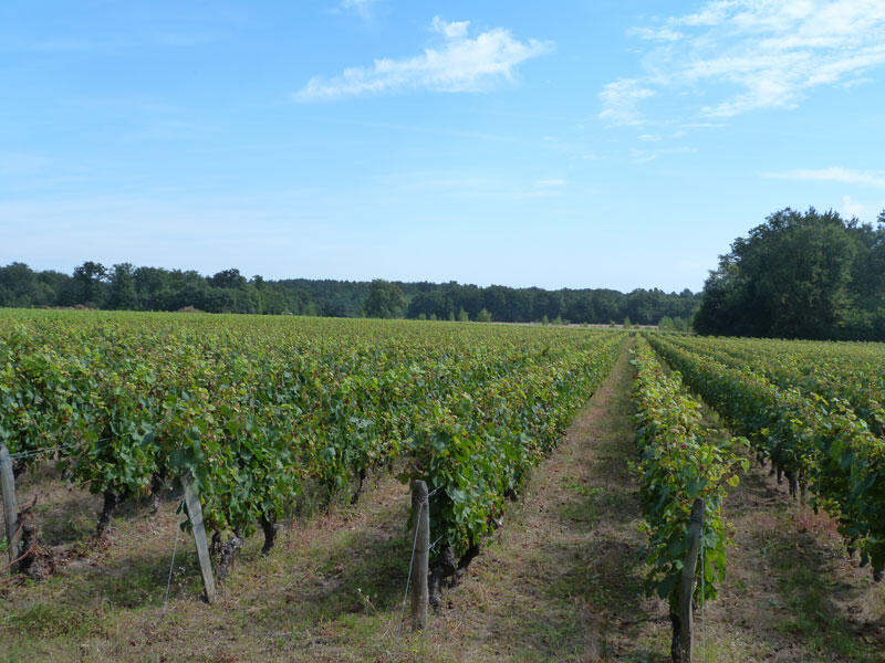 (2)vigne-en-loir-et-cher©CDT41-cbeulle2012