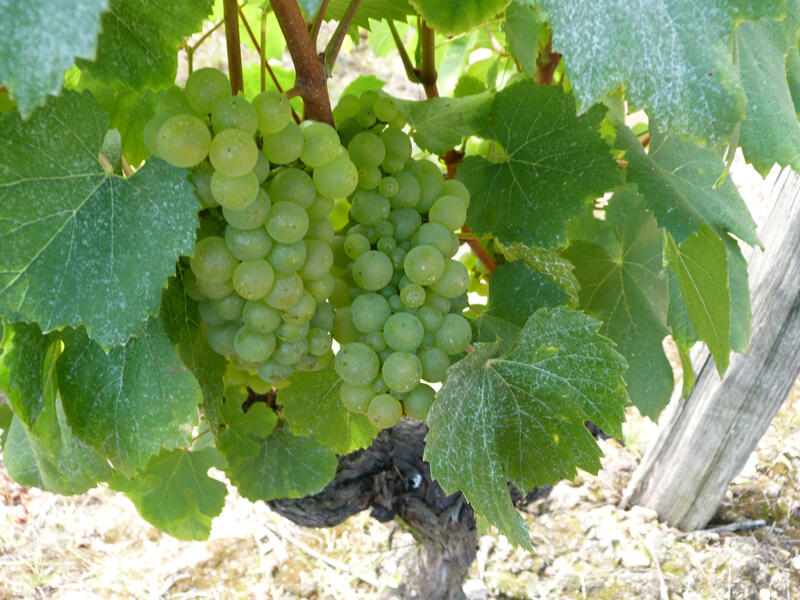 Vigne-en-Loir-et-Cher