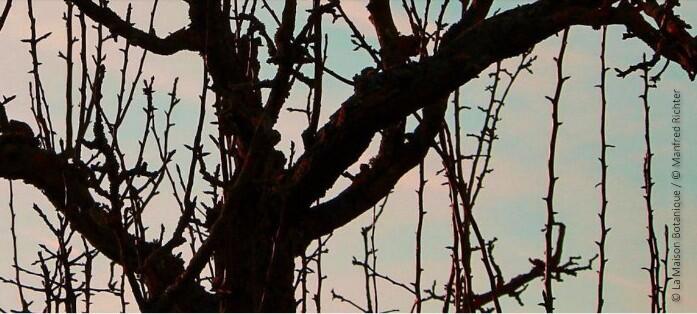 Arbre fuitier