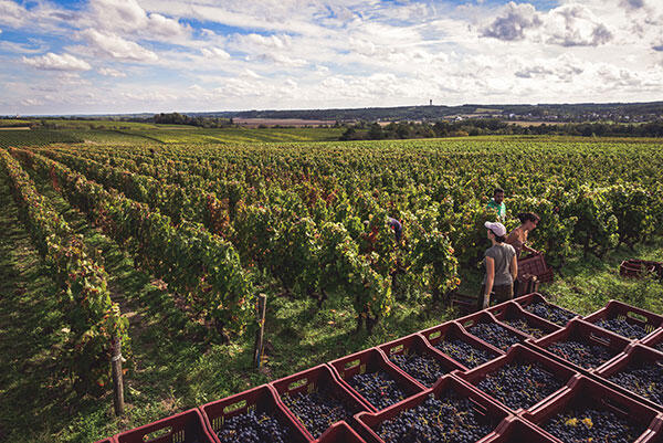 vendanges-domaine-sauvete-monthou-sur-cher-1662