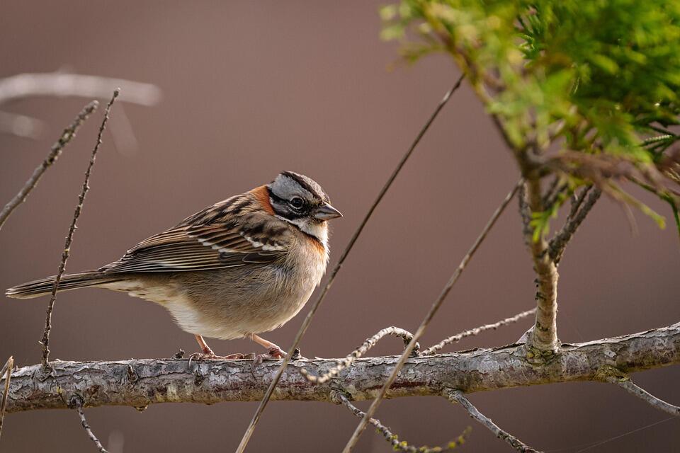 Oiseau