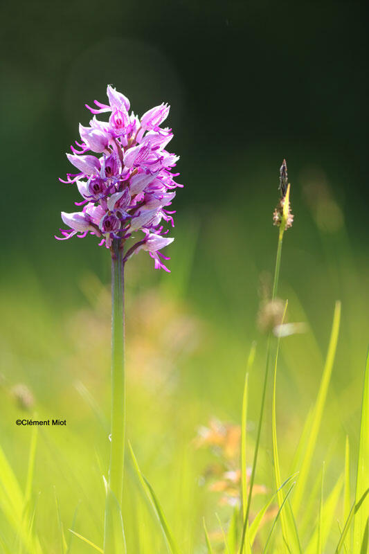 Butte-de-Marcilly-Orchis-singe---Miot-Clément