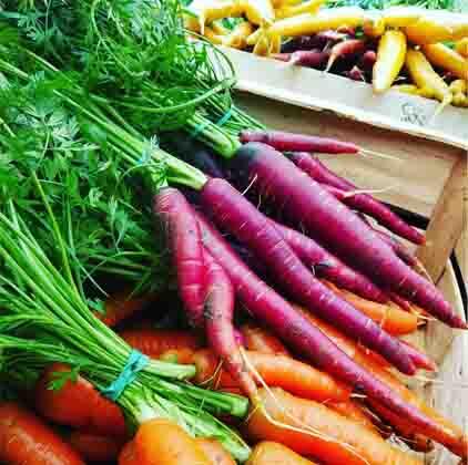 Carottes