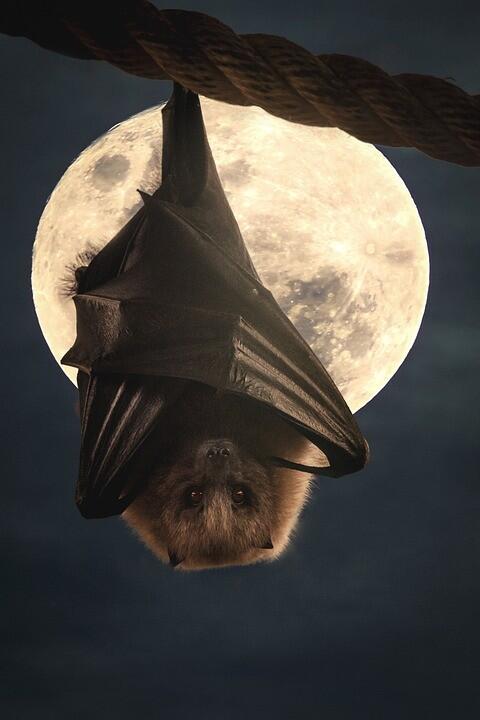 Chauve souris
